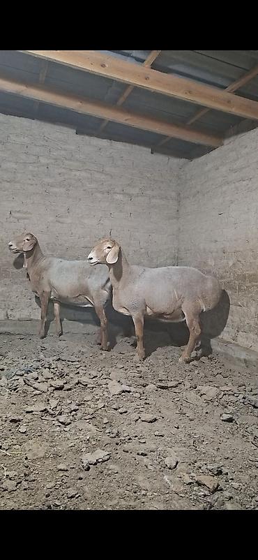 Продам с/х животных: Продаю | Баран (самец) | Для разведения | Племенные — 2