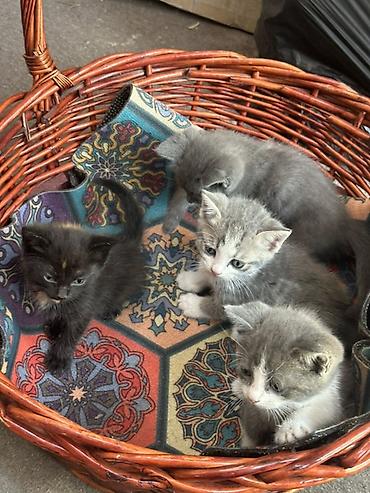 котята шиншиллы: Малыши домашние, чистые, здоровые и очень ласковые. Уже самостоятельно — 4