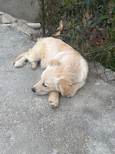 itlerin pulsuz verilmesi: Golden Retriever temiz qan satilir sakit itdi uşaqlarla oynamaqi sevir — 4