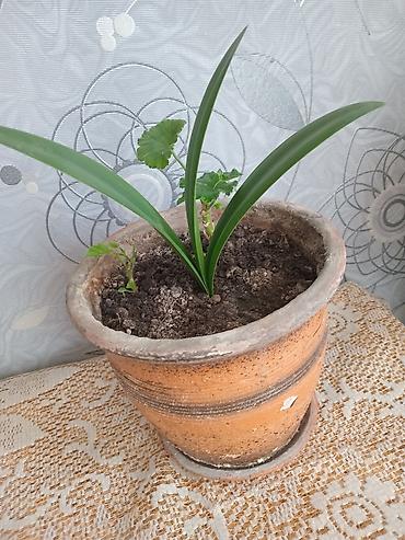 geran: Pəncərə qutusu üçün ətli saksı bitkisi – 2 köklü pelargonium — 6