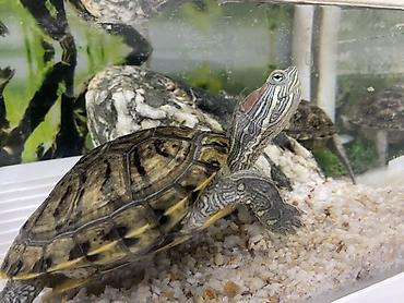 Akvariumlar: Dördbucaq akvarium, Balıqlarla birlikdə, 12 l, Ünvandan götürmə — 2