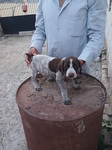 balalı qoyunlar: Alman qısatüklü ov iti balası (German Shorthaired Pointer) – — 4