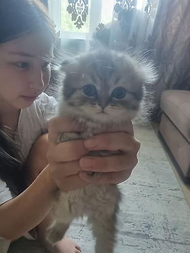 кошк: Скотиш Страйт (Шотландиялык тик кулактуу), 2 айлык, Эркек, Алтын шиншилла — 1