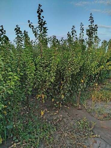 Tinglər: Hər növ ağac tinglerinin satışı — 10