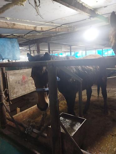 Лошади, кони: Продаю | Жеребенок | Рабочий — 12