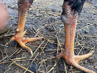 Куры, петухи: Продаю | Петух | Бойцовая | Для разведения, Для боев — 4