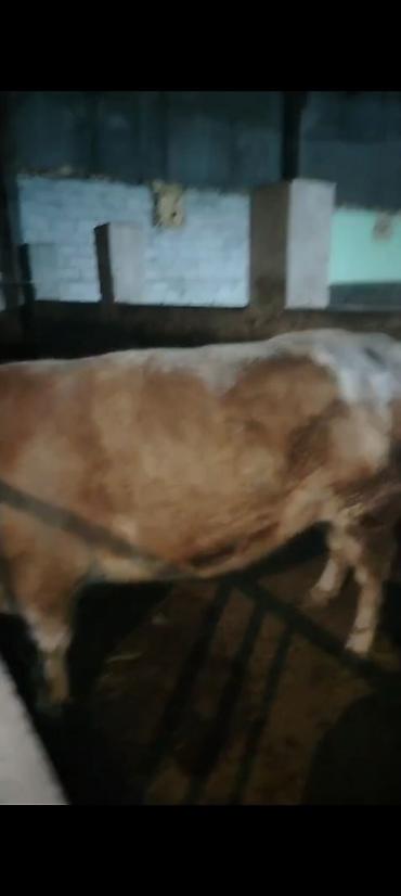 Inəklər, öküzlər: Salam aleykum əziz dosdlar bele bir gözel dogmamiş dügemiz çıxdı -da lalafo.az — 12 Inəklər, öküzlər: Salam aleykum əziz dosdlar bele bir gözel dogmamiş dügemiz çıxdı — 12