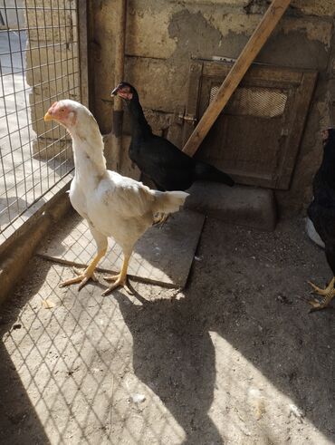 heyrəti: Heyratı fərəler aprel fereleridi hal hazırda yumurtuyur Qiyməti biri