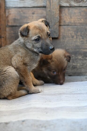 Отдам даром собаку: Собака даром: Дворняжка, 2 месяца, Самка — 11