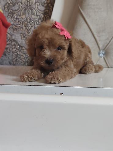 pudel satilir: Pudel, 2 ay, Ödənişli çatdırılma — 7