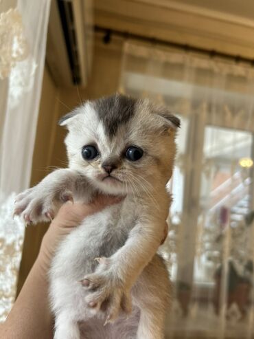 Pişiklər: Şotland yastı qulaq, Dişi, Yaxşı əllərə, Ünvandan götürmə — 4