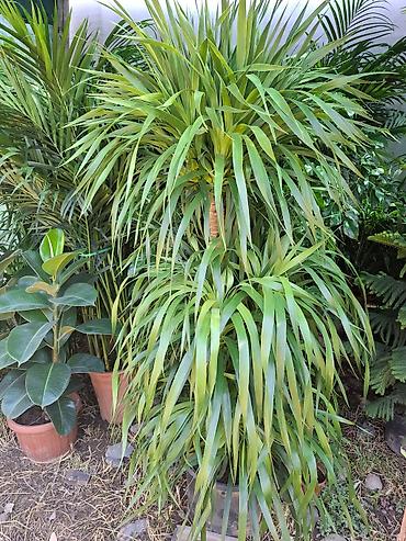 Другие комнатные растения: Комнатное растение с длинными, узкими листьями насыщенного зеленого — 16