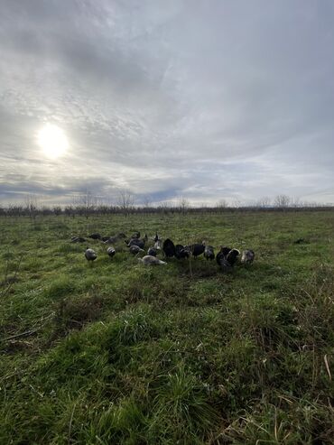 Hinduşka: Erkək, Ətlik, Ünvandan götürmə — 3