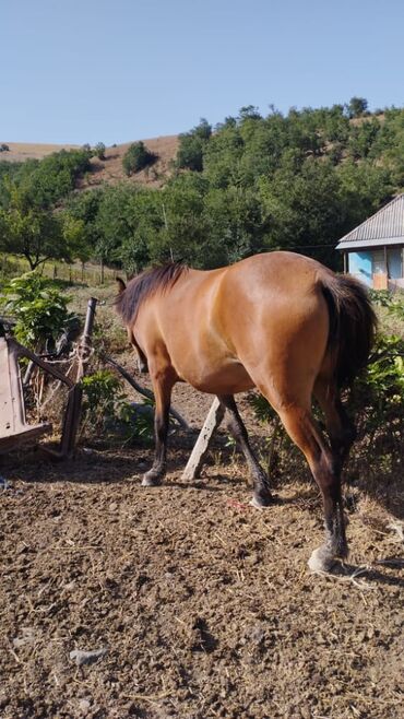 at nalı satışı v Azərbaycan | Heykəlciklər: Deməli Bu At Satılır Qarabağ Atının Cinsindendi 1 Yaş 2ayliqdi Super