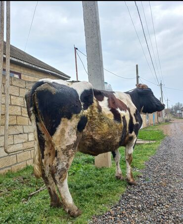 cins ineklerin satisi 2019: Dişi, Simental, il: 4, 600 kq, Südlük, Ünvandan götürmə