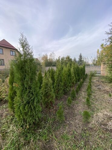 Декоративные деревья: Саженцы деревьев: Туи, Платная доставка — 2