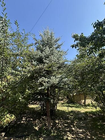 молочай цветы: Ель голубая (Picea pungens ‘Glauca’) — зрелые ландшафтные деревья — 6