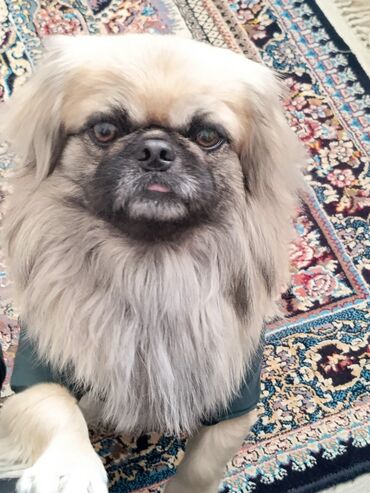 ev göyərçinləri: Pekines, 2 il, Erkek, Ünvandan götürmə