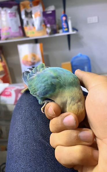 jako tutuquşunun digər adı: Növ: Agapornis (sevgi quşu) – əl öyrədilmiş Rəng: açıq sarı baş — 4