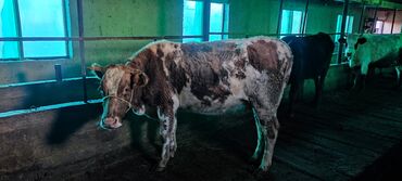 Коровы, быки: Продаю | Корова (самка) | Для молока | Привязанные at lalafo.kg — 3 Коровы, быки: Продаю | Корова (самка) | Для молока | Привязанные — 3