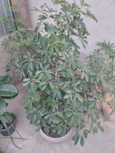 шкаф детский ош: Шефлера (Schefflera arboricola) в горшке - Крупное комнатное дерево с