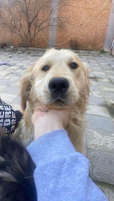 İtlər: Retriever, 2 il, Erkek, Peyvəndli, Pulsuz çatdırılma -da lalafo.az — 8 İtlər: Retriever, 2 il, Erkek, Peyvəndli, Pulsuz çatdırılma — 8