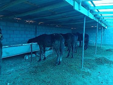 Лошади, кони: Продаю | Жеребец | Для разведения | Племенные — 7