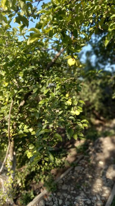 Həyət evləri və villaların satışı: 6 otaqlı, 150 kv. m, Orta təmir — 29