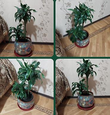 Otaq bitkiləri: Çox gözəl çox xeyirli və dünyada böyük bioloji dəyərli Dracena — 1