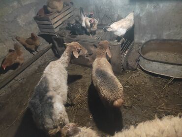 qurbanliq qoyun satisi: Dişi, il: 7, 20 kq, Damazlıq, Ünvandan götürmə
