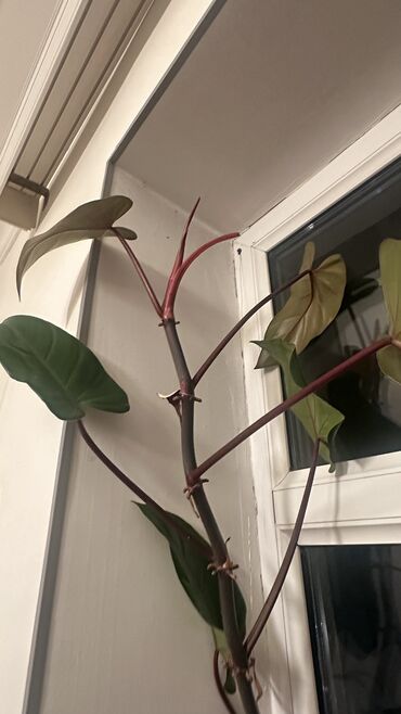 Bitkilər: Filodendron imperial,philondendron imperial otaq bitkisi. Barter