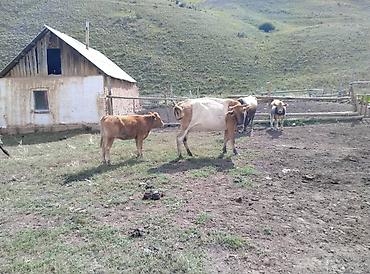 Продажа собак: Продаю | Корова (самка) | Полукровка | Для разведения — 5