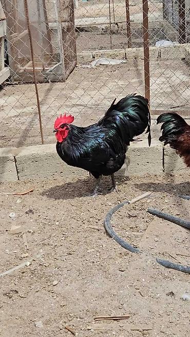 Toyuqlar: Toyuq, Ətlik -da lalafo.az — 17 Toyuqlar: Toyuq, Ətlik — 17