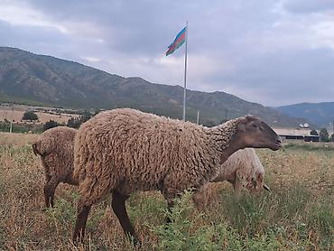 Digər heyvanlar: 5 baş balalı qoyun53 baş quzu quzuların çoxu erkəkdir .Topdan — 3