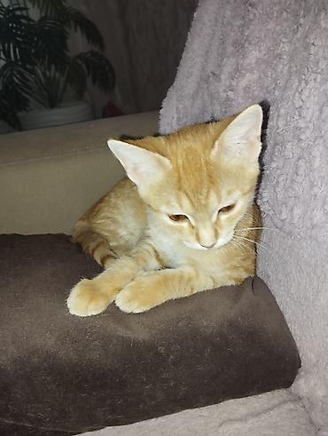 котята пушистые: Кошка даром: Беспородная, Мальчик — 4