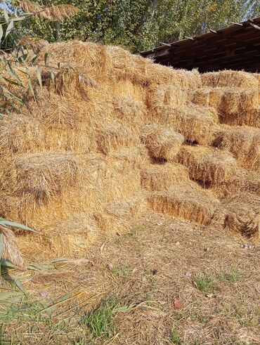 бойные голуби продажа: Арпа саман сатылат 400 түк бар село ленинскийде баасы 150 сомдон