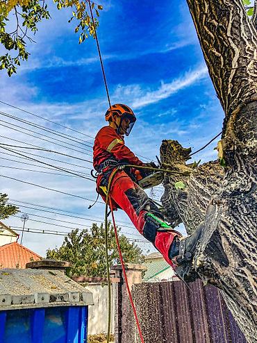Спил деревьев, заготовка дров: Спил любых деревьев, в любых стесненных условиях, формирование кроны — 15