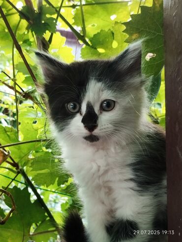 отдам кошек: Отдам котят в хорошие руки!
два месяца, всё кушают к латку приучены