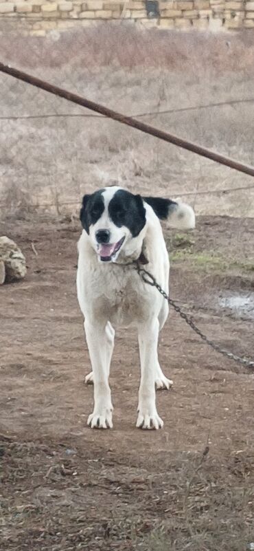 İtlər: Alabay, 1 il, Dişi, Peyvəndli, Ödənişli çatdırılma — 4