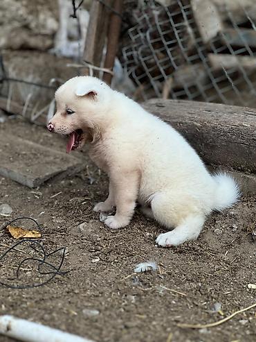 ən gozəl it adları: Cins:Akita uni (şirin, toppuş, orta-böyük ölçü qrupuna aid) Rənglər — 10