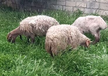 qurbanliq qoyun: Dişi, il: 3