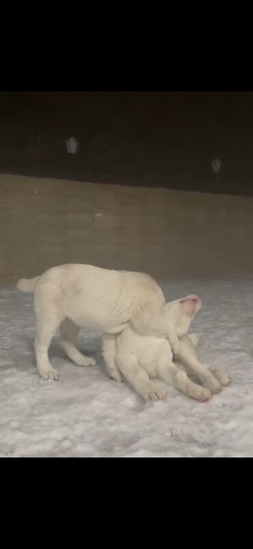 İtlər: Qurdbasar — 4