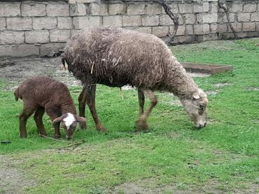 qoyun balası: Dişi, il: 3, Südlük, Damazlıq, Ətlik, Ödənişli çatdırılma