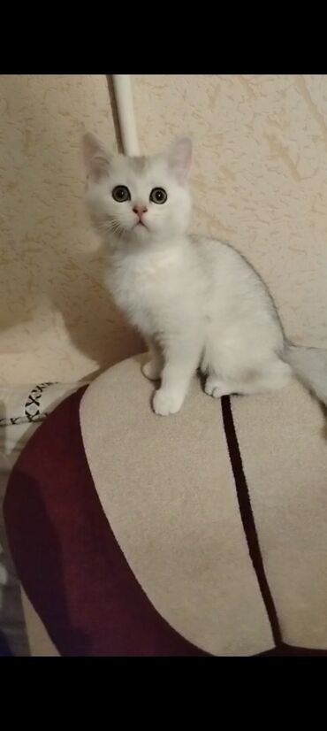 xacmazda satilan inekler: Британская, Самец, Самовывоз at lalafo.az xacmazda satilan inekler: Британская, Самец, Самовывоз