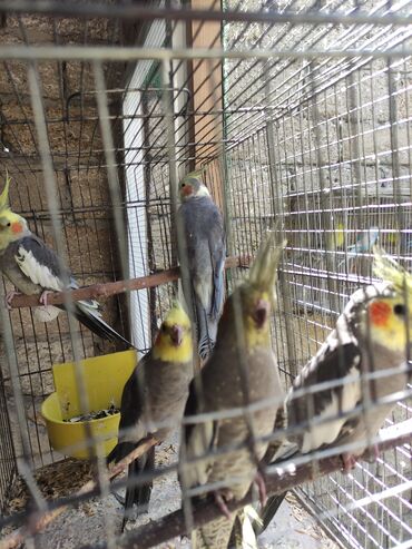 Tutuquşları: Korella 40-70 azn əl quslari bala hazir quslar tutuqusu quslar papuqay — 18