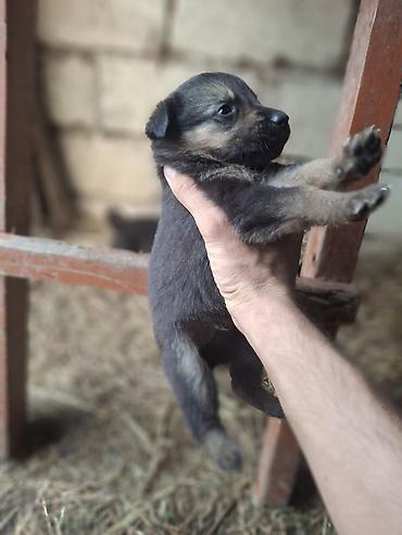 Alman çoban iti, Peyvəndli lalafo.az -da Alman çoban iti, Peyvəndli