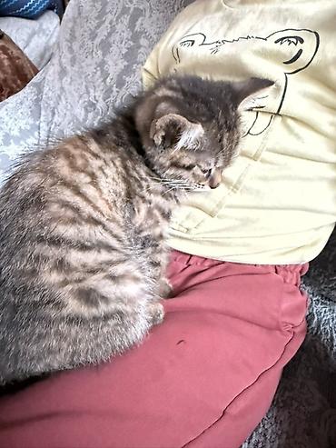 Отдам даром кошку: 2 месяца, Девочка, Метис — 10