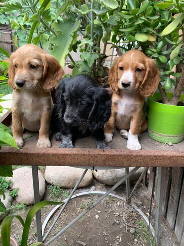 Собаки: Продаются щенки русского охотничьего спаниеля 2 месяца активные