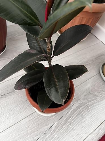 Комнатные растения: Фикус эластика (Rubber plant) в горшке. - Сорт с крупными, плотными — 1