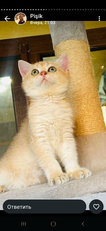 Pişiklər: Şotland yastı qulaq, Erkək, Dişi, Yaxşı əllərə, Ünvandan götürmə, Pulsuz çatdırılma, Ödənişli çatdırılma — 38